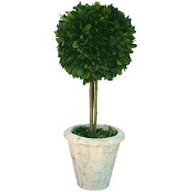 Mills Floral Company Box Topiary, Single, Large, 6" x 16"