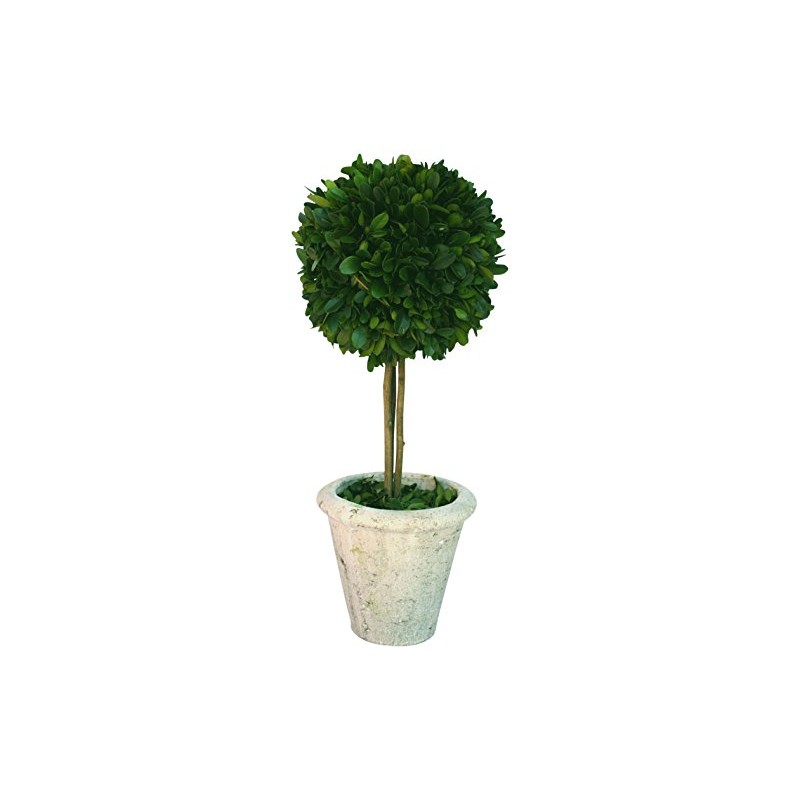 Mills Floral Company Box Topiary, Single, Large, 6" x 16"