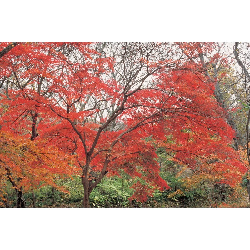 Hoya Red Enhancer Intensifier RA54 Filter (72mm)