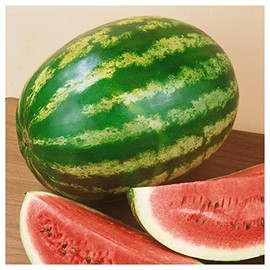 Everwilde Farms - 1 Lb Organic Crimson Sweet Watermelon Seeds - Gold Vault Packet