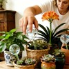 Self Watering Globes for Plants, Large 6pcs Glass Garden Self