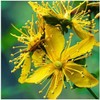 St. John's Wort (Hypericum perforatum) | St. John's Wort |
