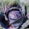 Eden Brothers Cabbage Seeds - Red Acre