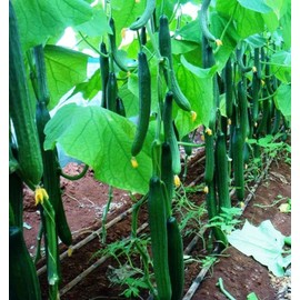 22Day Seeds: Seeds Cucumber Chinese Wonder Open-Pollinated / 60 Days/Non GMO/Heirloom