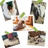 Shaggy Fur Fluffy Genuine Sheepskin Area Rug for Soft Fur