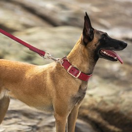 PET ARTIST Genuine Leather Dog Collar and Leash Set, Soft Padded with Metal Buckle, Strong, Cozy, Luxurious Collar for Medium & Large Dogs, Red L