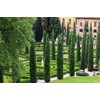 Italian Cypress Tree | 10 Live Seedlings | Cupressus Sempervirens