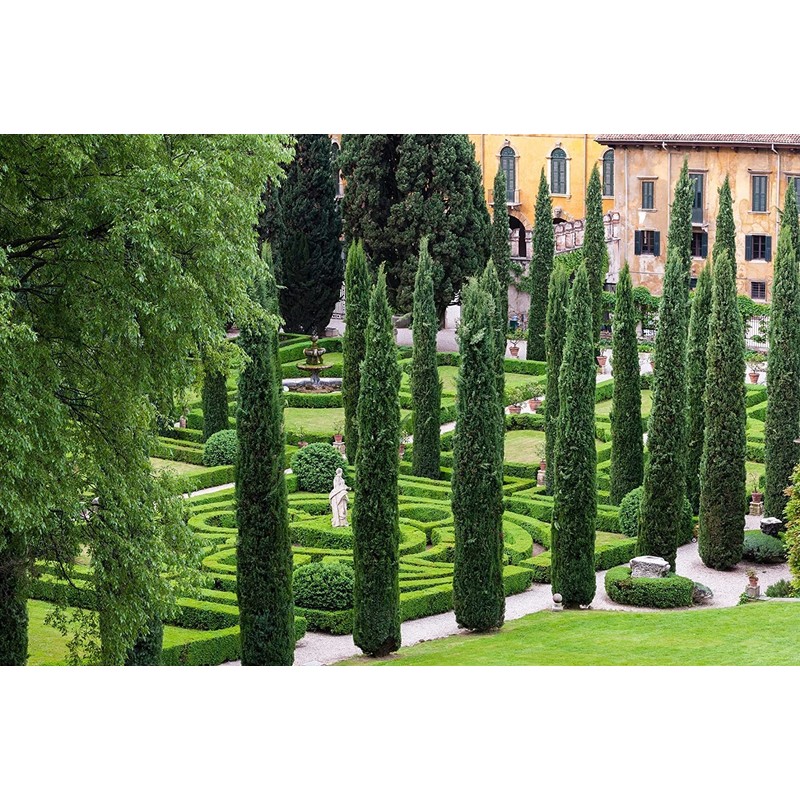 Italian Cypress Tree | 10 Live Seedlings | Cupressus Sempervirens