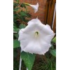 Home Grown 170÷180 Seeds. Datura Stramonium, Jimson Weed, Thorn Apple