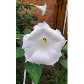 Home Grown 170÷180 Seeds.  Datura Stramonium, Jimson Weed, Thorn Apple Devil's Trumpet 2024
