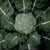 Eden Brothers Broccoli Seeds - Calabrese