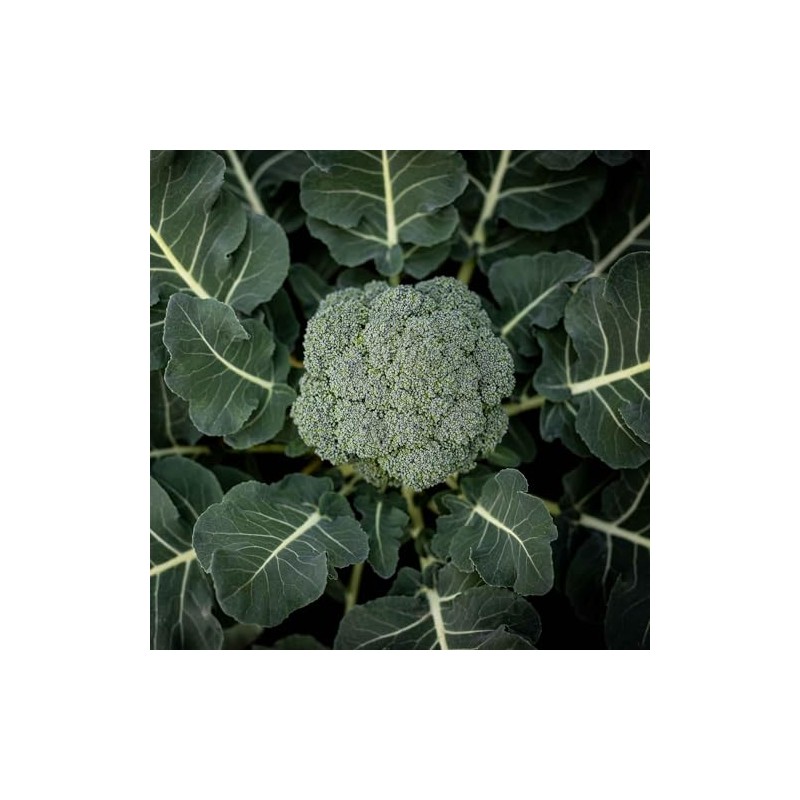 Eden Brothers Broccoli Seeds - Calabrese