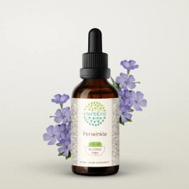 HerbEra Periwinkle Alcohol-FREE Tincture, Organic (Vinca major) - 2 fl oz