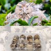 Pack of 30 Quail Egg Boxes, 12 Grid Quail Egg