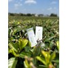 Vegan Cooling Green Tea Lip Balm - Green Tea Lip