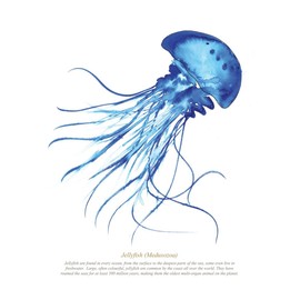 SeaKisses Jellyfish A4 SeaLife Print Unframed