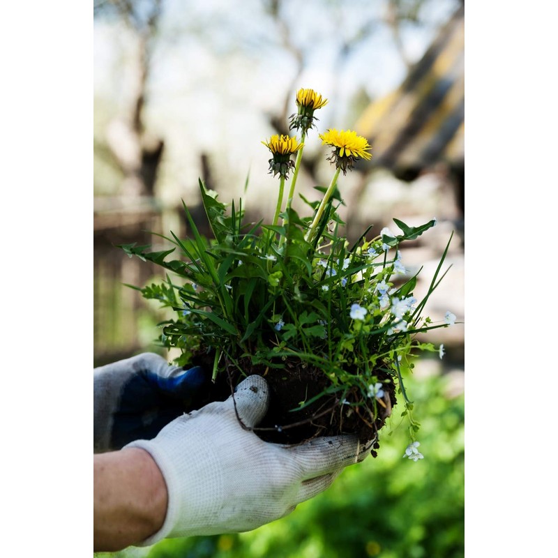 Health Embassy Dandelion Root | Taraxacum Officinale L | Herbal