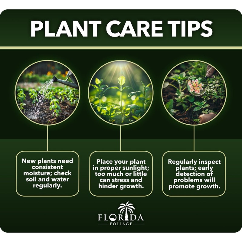 Ligustrum Waxleaf Privet | 1 Large Trade Gallon Size Plants