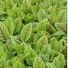 KIRA SEEDS - Seeds Sorrel Bloody Dock - Heirloom Vegetable