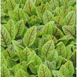 KIRA SEEDS - Seeds Sorrel Bloody Dock - Heirloom Vegetable - GMO Free