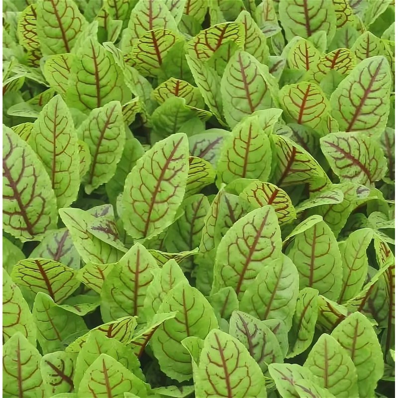 KIRA SEEDS - Seeds Sorrel Bloody Dock - Heirloom Vegetable