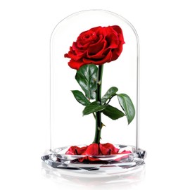 INTIGNIS Vera Rosa Conservata in Cupola di Vetro, Rosa Stabilizzata 25 cm con Fiore 8 cm, Durata Fino a 5 Anni, Base Decorativa, Idea Regalo Elegante per Lei, (Rossa)
