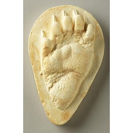 Nature-Watch Young Black Bear Track Replica