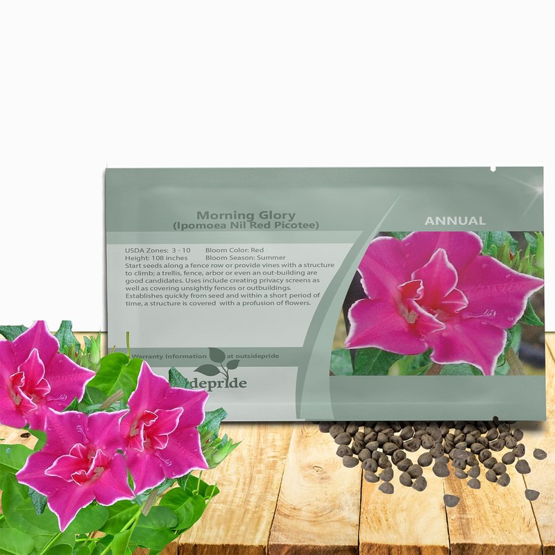 Outsidepride Red Picotee Morning Glory Seeds - 50 Pcs. Annual,