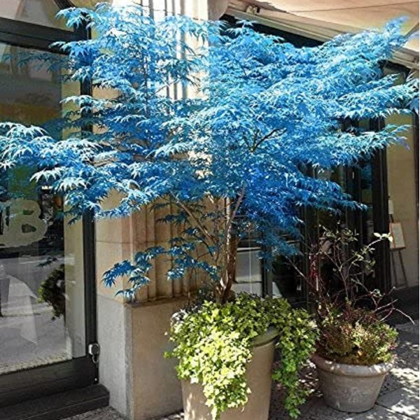 CHUXAY GARDEN Ghost Blue Maple,Acer Palmatum,Japanese Maple 10 Seeds Deciduous Shrub Hardy Tree Rare Blue Maple Striking Landscaping Plant Great for Garden and Patio