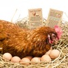 Kisston 200 Pcs Fresh Farm Eggs Handling Instruction Cards 2