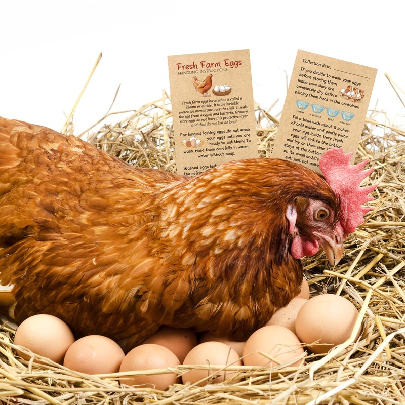 Kisston 200 Pcs Fresh Farm Eggs Handling Instruction Cards 2