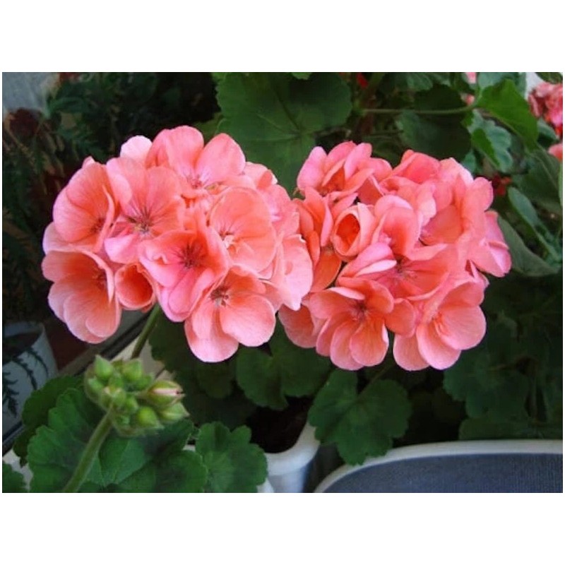 Freshcuts Geranium Salmon-Pink upright type FIVE cuttings to root Pelargonium