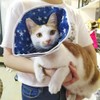 Nylon Cloth Star Pattern Pet Cat Anti Bite Waterproof Protective