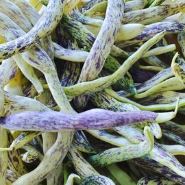 Dragon Tongue Bean Seeds 40+ Seeds, Wax Bean Seeds, Famous Heirloom Bicolor Wax Beans, Phaseolus vulgaris, Garden Bush Beans, Non GMO Bean Seeds