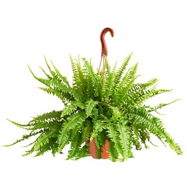 Shop Succulents Queen Fern Plant, Hanging Live Indoor Plant, Easy Care Hanging Trailing Houseplant in Nursery Pot, Air Purifying Plant in Soil, Housewarming, Home Décor, Trails 2-3 Feet