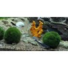 Mühlan Wasserpflanzen 3 Mooskugeln Aquarium 4-6cm Cladophora aegagrophila