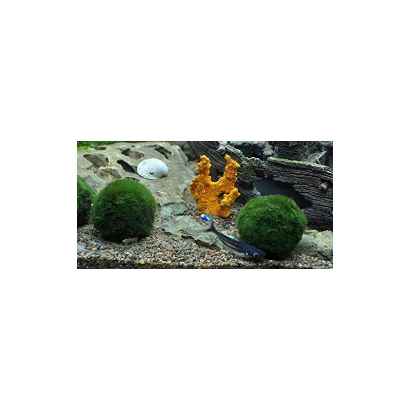 Mühlan Wasserpflanzen 3 Mooskugeln Aquarium 4-6cm Cladophora aegagrophila