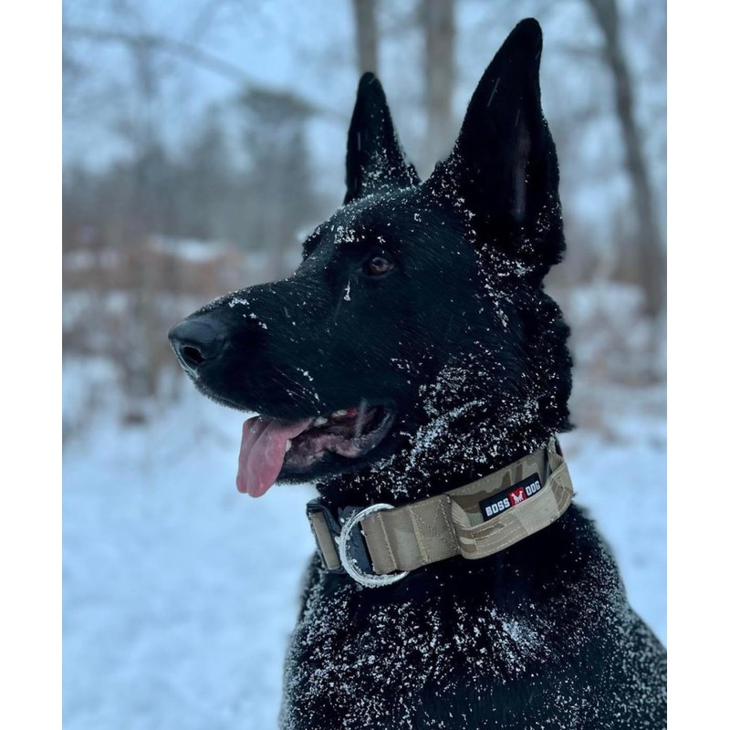 Boss Dog Tactical Collar, Tan Camo, Large