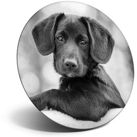 Destination Vinyl ltd Magnet for Refrigerator, Fridge BW - Cute Black Puppy Labrador Dog for Office, Cabinet and Whiteboard, Magnetic Stickers, 42310