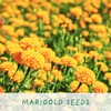 Bee Friendly Flower Luxury Grow Kit, The Plant Gift Co.