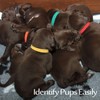 Whaline 15 Colors Puppy ID Collars Whelping Dog Band Newborn