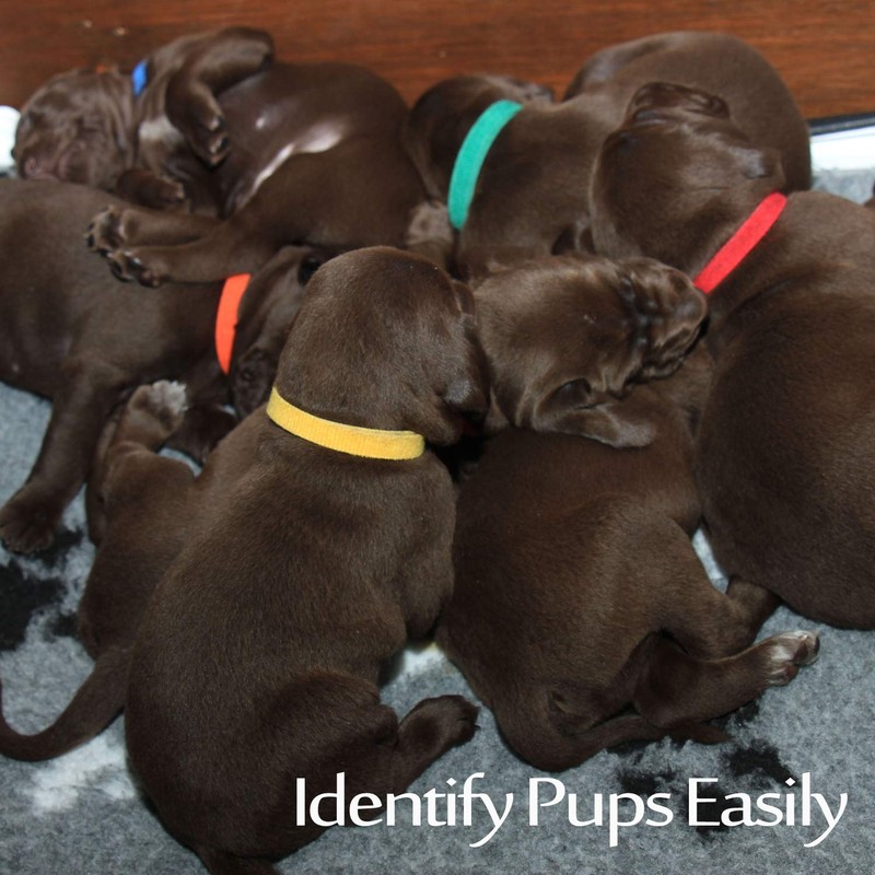Whaline 15 Colors Puppy ID Collars Whelping Dog Band Newborn