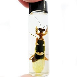 BicBugs Creobroter wahlbergii Green Praying Mantis Preserved Wet Specimen Africa