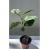 Loquat Japanese Loquat Seeds 20pcs Sweet Tropical Fruit Tree Ready