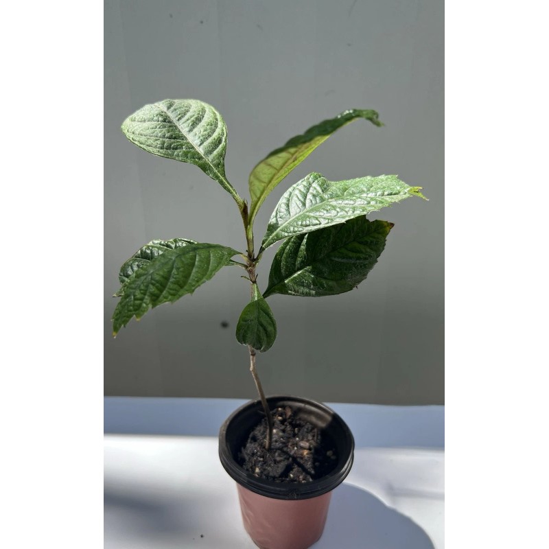Loquat Japanese Loquat Seeds 20pcs Sweet Tropical Fruit Tree Ready