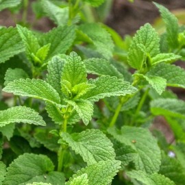 richie_store Lemon Balm Seeds, Herbal Tea Plant, Lemon Scented, Non-GMO, Free Shipping - 100 Seeds
