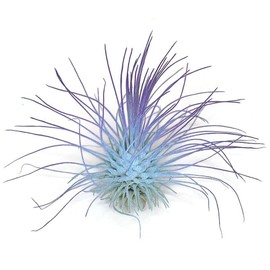 Thin Colored Air Plant, Live Tillandsia House Plant, Easy Care Indoor Outdoor, Great Gift, Healthy Arrival Guaranteed, (Rainbow #5)