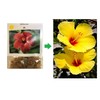 HAWAIIAN YELLOW HIBISCUS PLANT CUTTING ~ GROW HAWAII