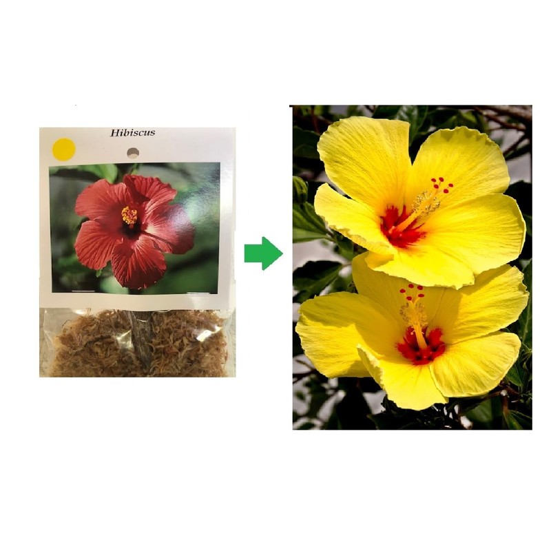 HAWAIIAN YELLOW HIBISCUS PLANT CUTTING ~ GROW HAWAII