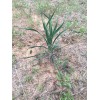 Yucca 6 Yucca Plants 🌱 Starter Yuca Landscaping Adams Needle